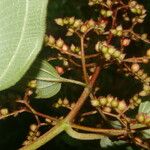 Miconia granatensis Deilen