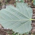 UnidentifiedLeaf