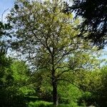 Juglans regia Hábito