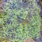 Callitriche palustris Φύλλο
