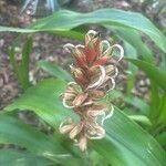 Pitcairnia maidifolia Virág