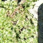 Paronychia polygonifolia Цвят