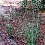 Erigeron sumatrensis Plante entière