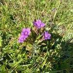 Gentianella caucasea Flors