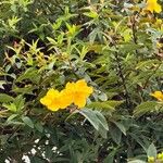 Hypericum patulum പുഷ്പം