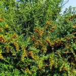 Pyracantha coccinea ᱛᱟᱦᱮᱸ