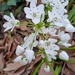 Allium neapolitanum Kwiat