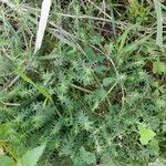 Galium maritimum Leaf