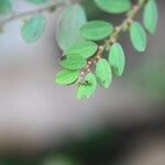 Phyllanthus tenellus Leaf