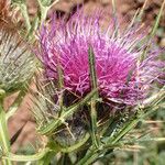Cirsium richterianum Flower