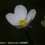 Ranunculus ololeucos Květ