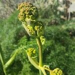 Ferula communisFlower