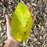 Ficus sur Hoja
