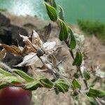 Trichodesma zeylanicum Fruit