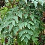 Myrrhidendron donnellsmithii Leaf