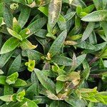 Arenaria montana Leaf