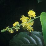 Banara guianensis Flower