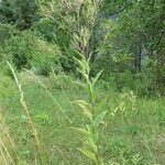 Sisymbrium strictissimum Annet