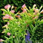 Nicotiana tabacum Cvet