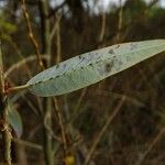 Salix laevigata Folha