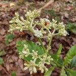 Psychotria carthagenensis Flower