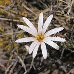 Mutisia hamata Flower