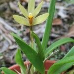 Maxillaria brachybulbon Ліст