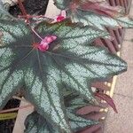 Begonia palmata Leaf