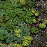 Alchemilla colorata عادت