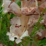 Orobanche caryophyllacea Flor