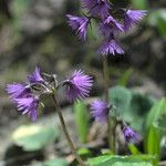 Soldanella carpatica Flor