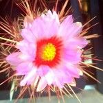 Thelocactus bicolorFlor