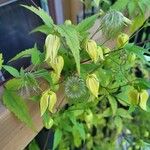 Clematis tanguticaFlor