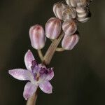 Scilla autumnalis Цветок