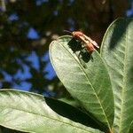 Trichilia emetica Blad