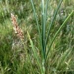 Carex diandra Лист