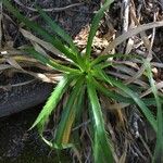 Eryngium paniculatum Хабит