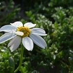 Anthemis maritima Květ