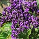 Heliotropium arborescens Cvet