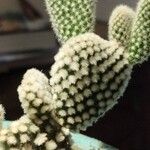 Opuntia microdasysFrunză