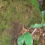 Antrophyum boryanum Hoja
