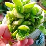 Crassula lanuginosa ᱥᱟᱠᱟᱢ