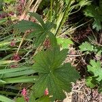 Astrantia major Blad