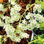 Saxifraga hostii Fula