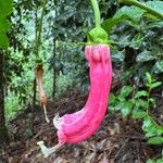 Centropogon cornutus Flower