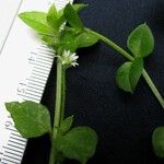 Stellaria ovata Іншае