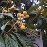 Eriobotrya japonica Plod
