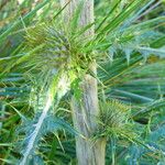 Cirsium jorullense Květ