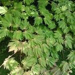 Acer japonicumLeaf