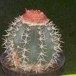 Melocactus matanzanus Květ